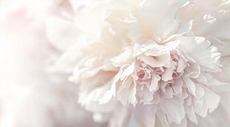 Foto sfondo di petali di peonia. immagine soft focus di peonie rosa e bianche in fiore alla luce del sole. messa a fuoco selettiva. profondità di campo