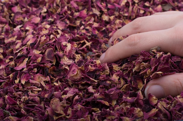 Sfondo di petali di rosa essiccati