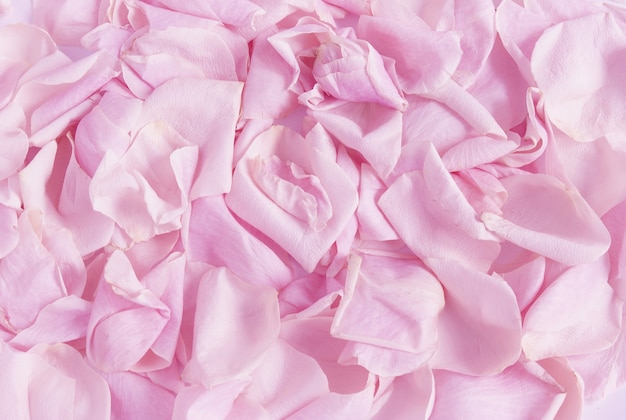 Sfondo di petali di rosa rosa