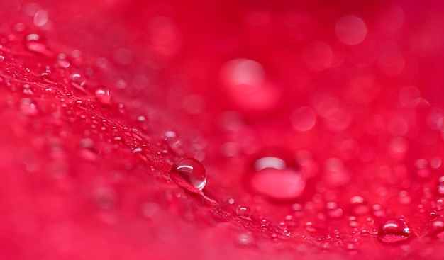 Sfondo di petali di rose rosse con gocce di rugiada Riflessione della luce bokeh Sfondo naturale sfocato macro