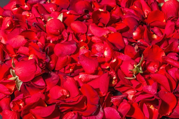 Sfondo di petali di rose rosse fresche. Luce dura alla moda, ombra scura. Concetto floreale minimo su sfondo di pietra nera, copia spazio
