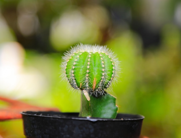 sfondo di pianta di cactus