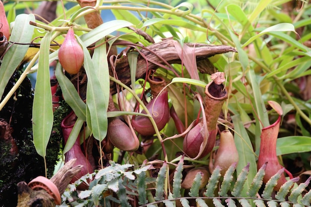 Sfondo di piante carnivore Nepenthes Tenax