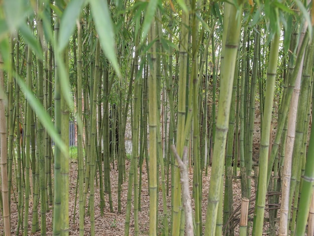 Sfondo di piante di bambù