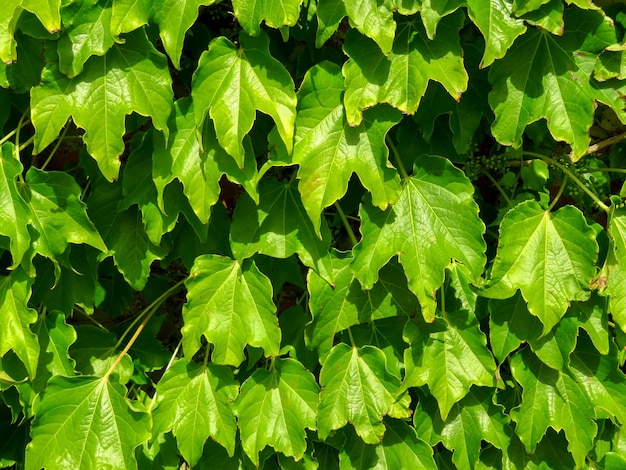 Sfondo di piante di edera