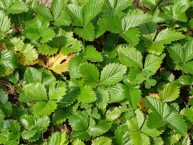 Sfondo di piante di fragola