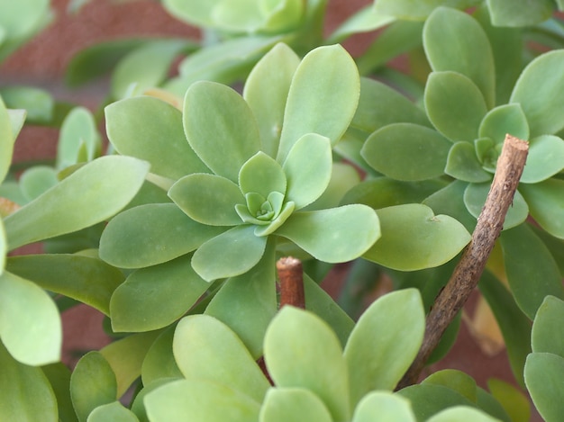 Sfondo di piante succulente rosette