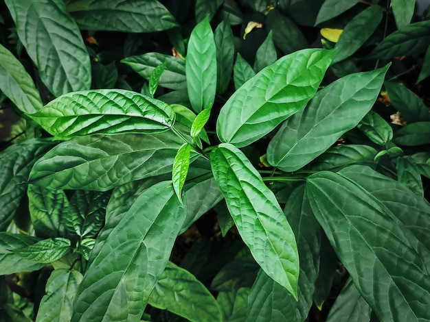 Sfondo di piante verdi fresche nella boscaglia