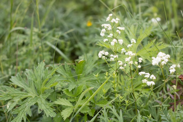 Sfondo di piccoli fiori bianchi ed erba di campo