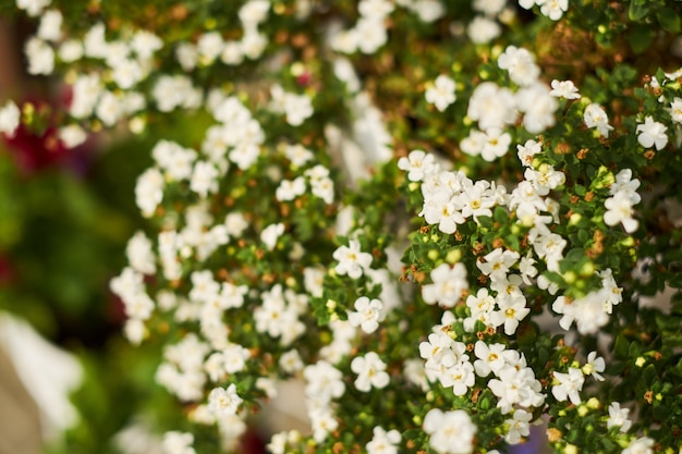 Sfondo di piccoli fiori bianchi nel giardino