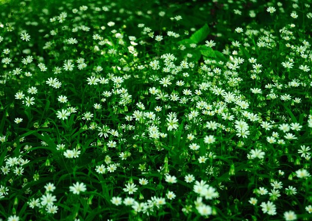 Sfondo di prato di primavera fiori bianchi