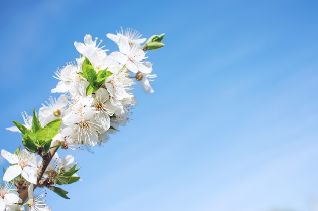 Sfondo di primavera Alberi di ciliegio