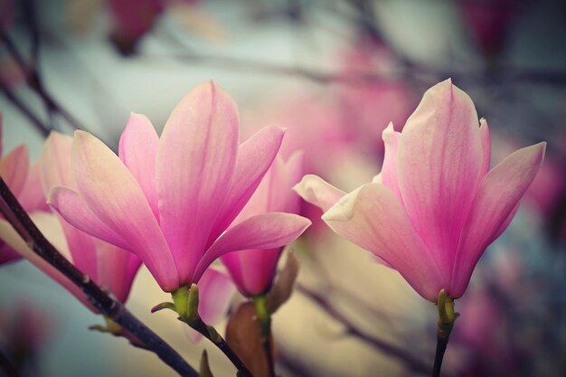 Sfondo di primavera Bella fioritura whitepink albero Magnolia