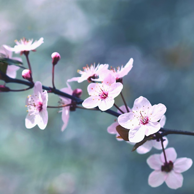Sfondo di primavera Bellissimo albero di primavera in fiore colorato Ciliegio giapponese Sakura Natura sfondo