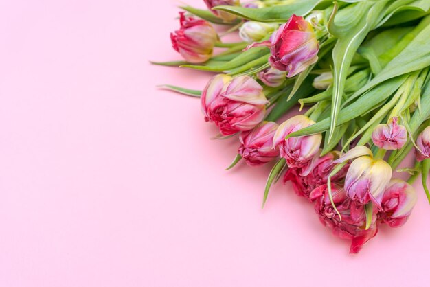 Sfondo di primavera Bouquet di tulipani colorati su sfondo rosa Saluto di raffreddamento