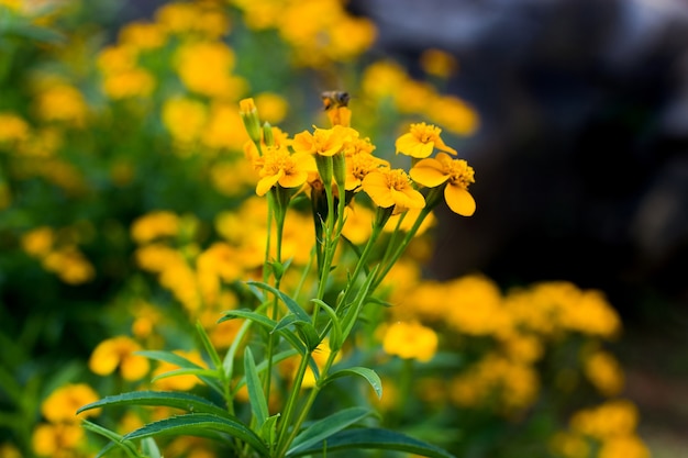 Sfondo di primavera con bellissimi fiori gialli e sfocatura ape