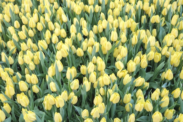 Sfondo di primavera con bellissimi tulipani gialli Mazzo di tulipani hrowing sul campo Tulipani Olanda Olanda