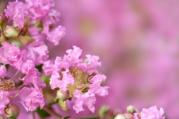 Sfondo di primavera Fiori lilla giapponesi da vicino