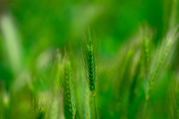 Sfondo di primavera fresca Orecchie di campo di grano verde da vicino.