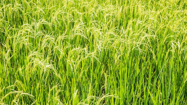 Sfondo di primavera fresca Verde giallo grano raccolto agricoltura business campo orecchie da vicino con profondità ridotta Natura sullo sfondo
