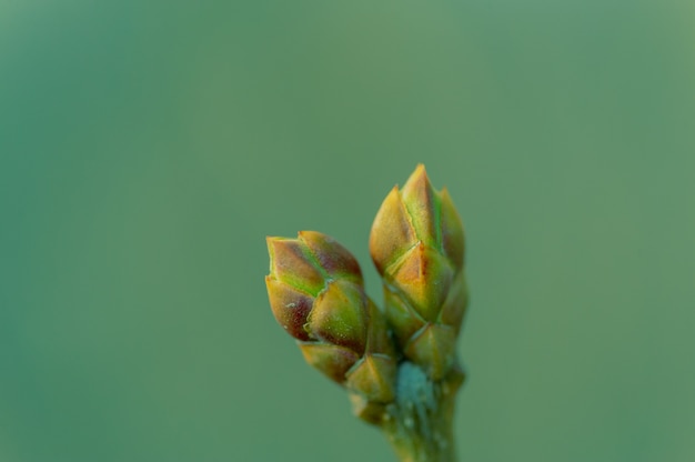 Sfondo di primavera. Germogli sugli alberi in primavera. Nuovo concetto di vita.