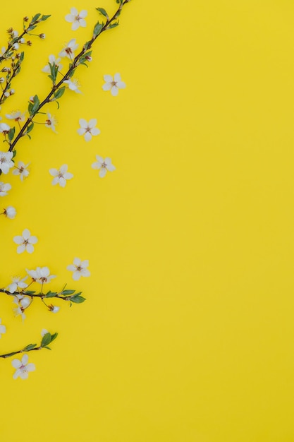 Sfondo di primavera in fiore di albicocca Banner orizzontale