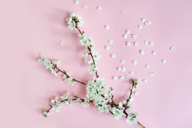 Sfondo di primavera. Ramo di albicocca e petali caduti su uno sfondo rosa. ramo di Sakura. Avvicinamento. Disposizione piatta.