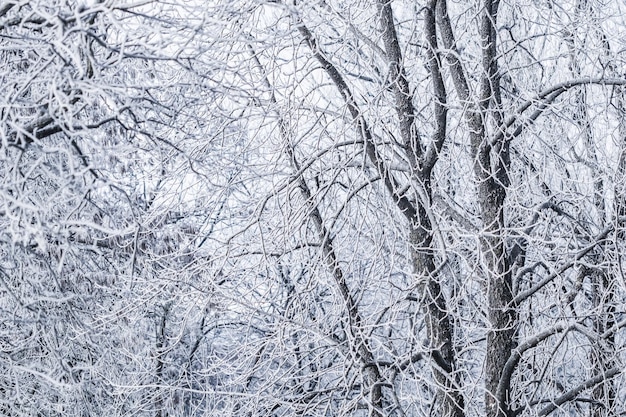 Sfondo di rami di alberi coperti di brina Paesaggio della natura con neve bianca Concetto di vacanza invernale