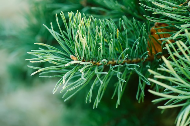 Sfondo di rami di albero ghiacciato di pino con immagine di vacanza stagionale gelo mattutino