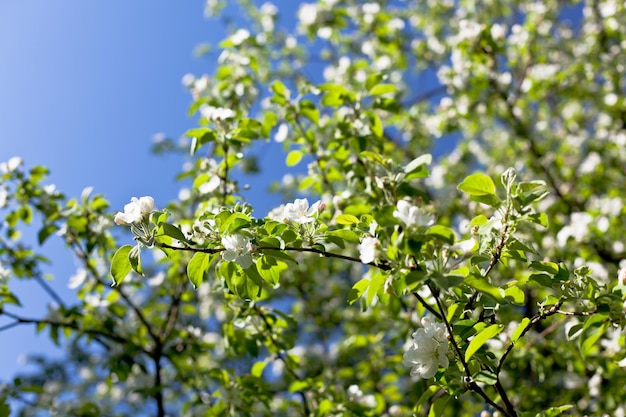 Sfondo di rami di melo in fiore