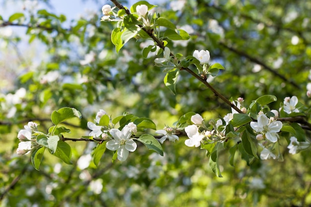 Sfondo di rami di melo in fiore