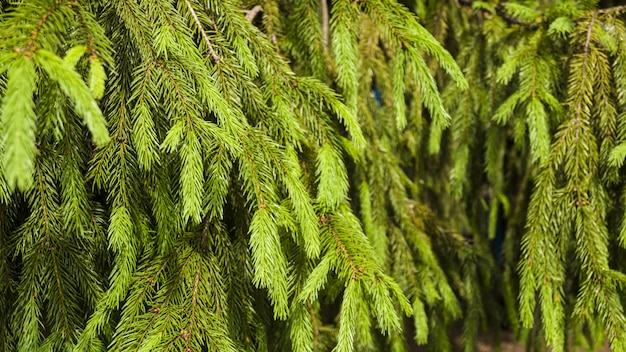 Sfondo di rami di un albero di Natale.