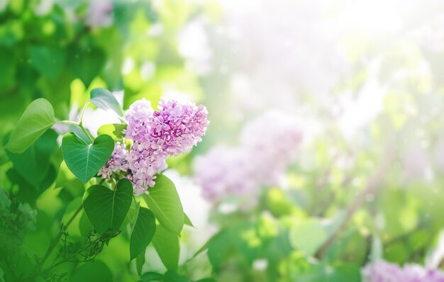 Sfondo di ramo lilla rosa e viola in fiore