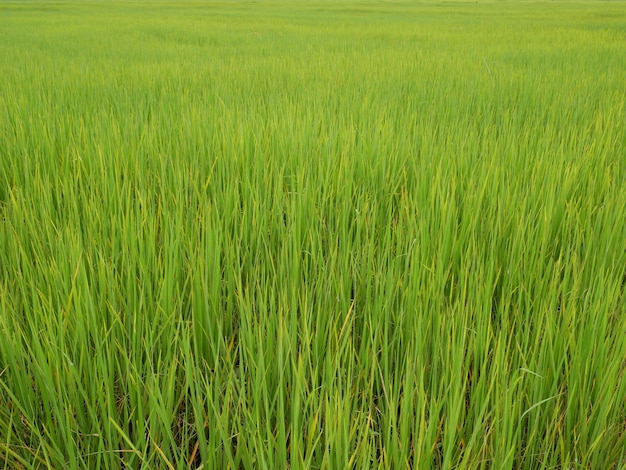 sfondo di riso verde, campo della natura