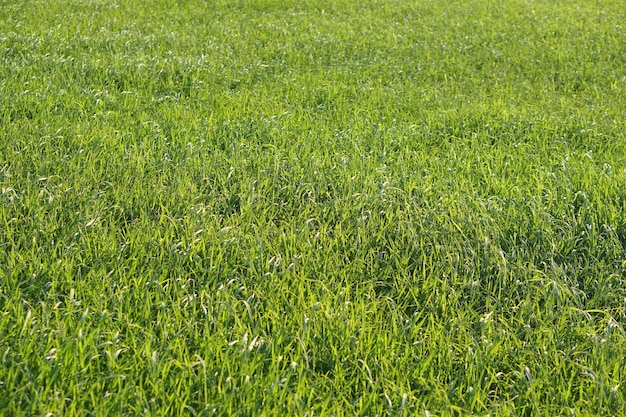 Sfondo di riso verde nel campo