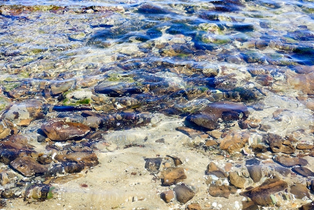 Sfondo di rocce e alghe in acque libere e poco profonde.