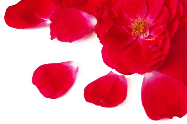 Sfondo di rosa rossa e petali