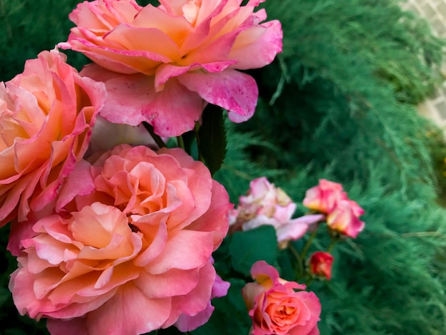 Sfondo di rose da giardino arancione