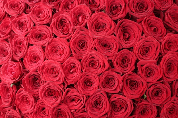 Sfondo di rose floreali rosse. Sfondo di rose rosse