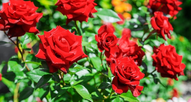 Sfondo di rose in fiore nel giardino.fuoco selettivo natura