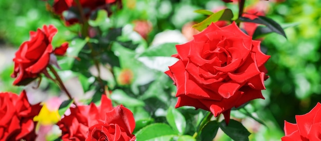 Sfondo di rose in fiore nel giardino.fuoco selettivo natura