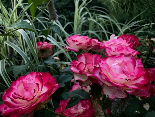 Sfondo di rose rosse da giardino