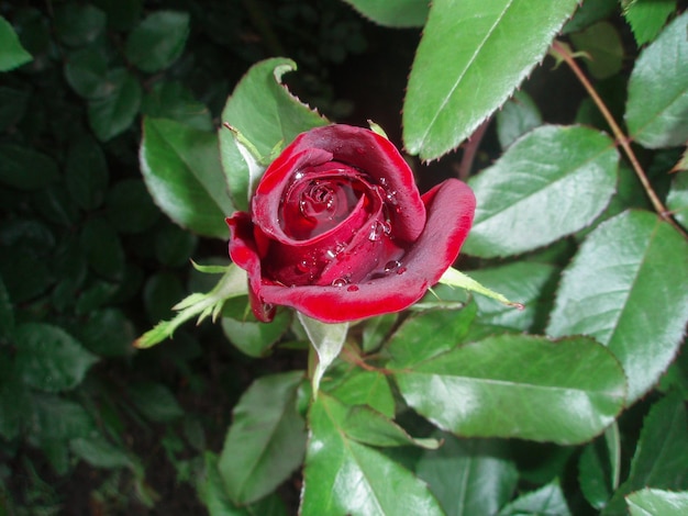 Sfondo di rose rosse naturali Sfondo di fiori di rosa rossa