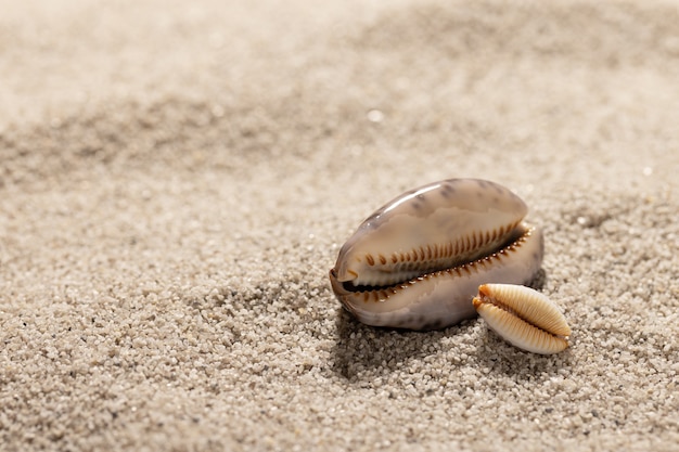 Sfondo di sabbia pulita con due conchiglie Struttura della spiaggia Copia spazio closeup