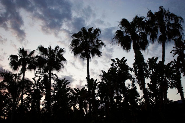 Sfondo di sagome di palme