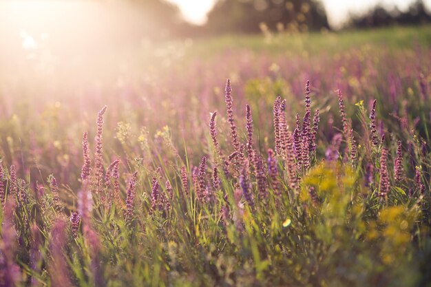 Sfondo di salvia in fiore