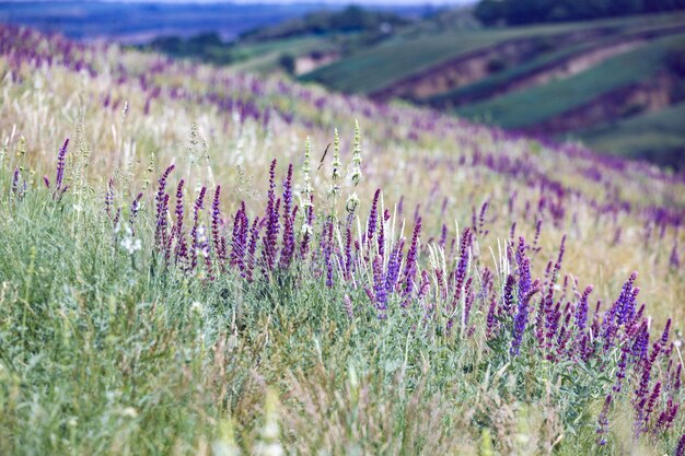 Sfondo di salvia in fiore