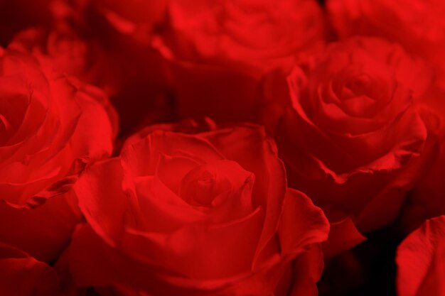 Sfondo di San Valentino bouquet di rose rosse