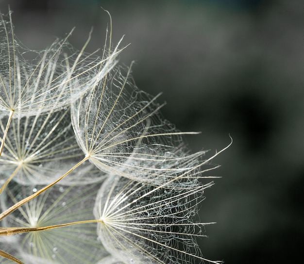 Sfondo di semi di tarassaco. Primo piano a macroistruzione del seme. Natura di primavera