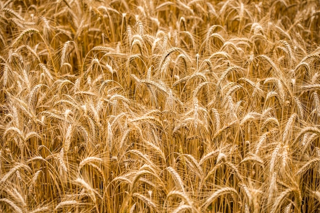 Sfondo di spighe di grano dorato che matura in un campo agricolo